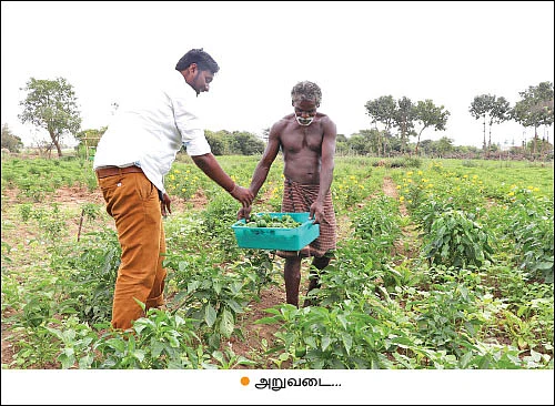 கலப்புப் பயிரில் கலக்கல் வருமானம்!