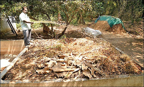 கூட்டு மரச்சாகுபடியில் நிறைவான வருமானம்! - இரண்டரை ஏக்கர்... ஆண்டுக்கு ரூ. 2 லட்சம்...