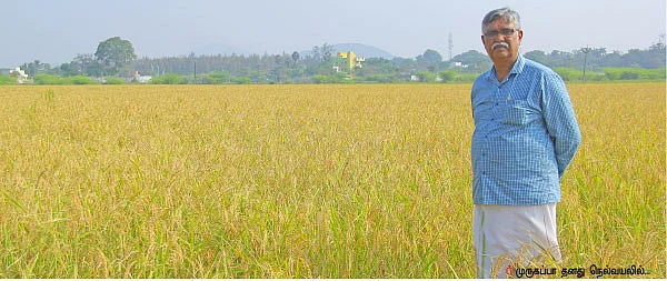 வெள்ளத்திலும் வெகுமதி கொடுத்த கிச்சலிச்சம்பா!