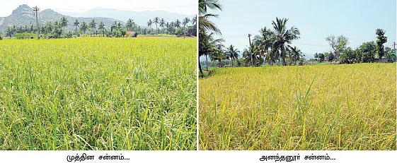 ஒன்றரை ஏக்கர்... 4 மாதம்... 70 ஆயிரம் ரூபாய்...