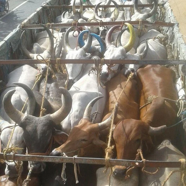 தண்ணீர் இல்லாமல் தவித்த மாடுகள் கண்ணீர் வடிக்கும் சோகம் !