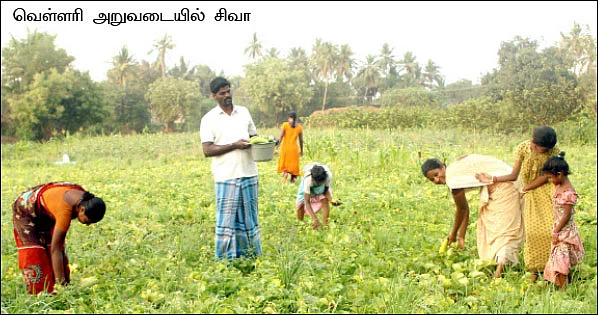 வெகுமதி கொடுக்கும் வெள்ளரி!