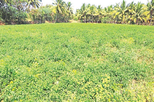 மணத்தக்காளி... தினம்தோறும் தருமே வரும்படி!