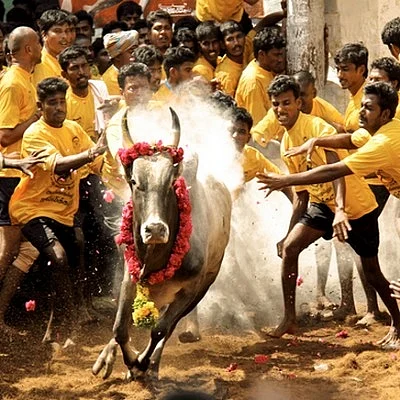 Can the Tamil Nadu government pass an Ordinance to allow Jallikattu to go on?