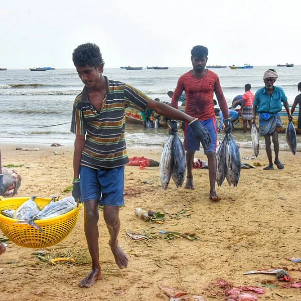 நாகை மாவட்டம் கோடியக்கரை கடல் பகுதியில் பிடிக்கப்பட்ட மீன்கள்! #spotvisit