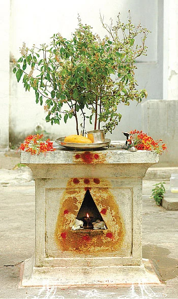 துயர் தீர்க்கும் துளசி!