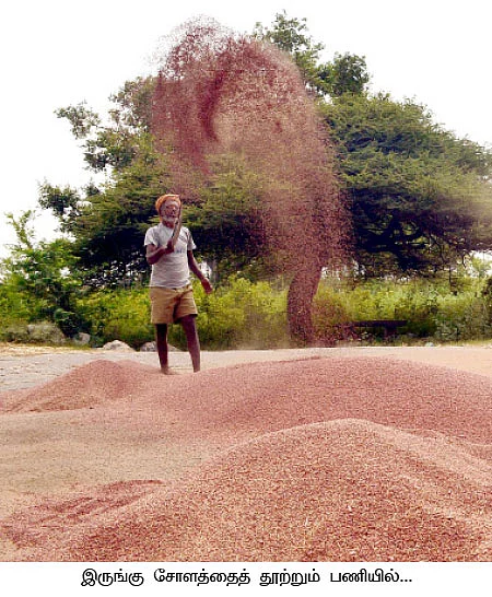 வரகு... கேழ்வரகு... இருங்கு சோளம்...