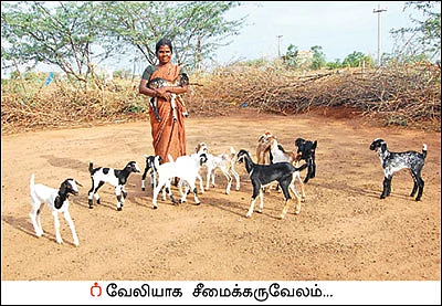 சீமைக் கருவேலமரம்... அத்தனை ஆபத்தானதா?