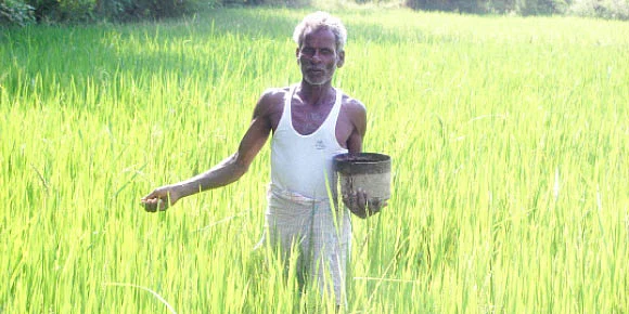 'நெல்லுக்கு ரசாயன உரங்கள் தேவையே இல்லை''