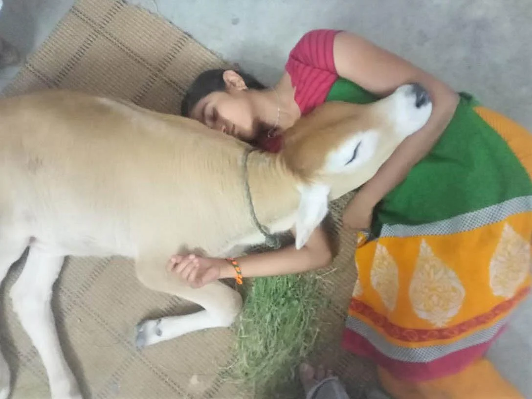 ‘தலையணைக்காக அடம்பிடிக்குது; தினமும் இட்லி சாப்பிடுது!’- வியக்கவைக்கும் அதிசய கன்றுக்குட்டி