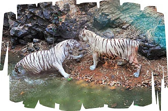 சிங்கம், புலி, யானை