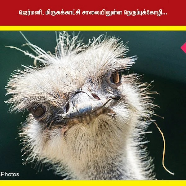 செங்குன்றாபுரத்தில் கிடைத்த சாமி சிலைகள்... ஜெர்மனி, மிருகக்காட்சி சாலையிலுள்ள நெருப்புக்கோழி... #NewsInPhotos தொகுப்பு & வடிவமைப்பு - க.குமரகுரு