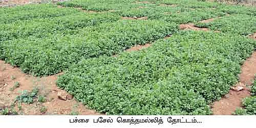50 சென்ட்... 45 நாள்... 42 ஆயிரம்...