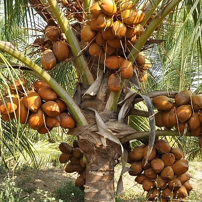 ஆண்டுக்கு 300 இளநீர் காய்க்கும் அதிசய தென்னை... திருப்பூர் விவசாயி கண்டுபிடிப்பு