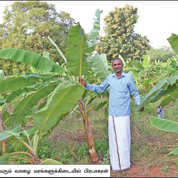 Bountiful organic banana... A Professor’s post-retirement agri-venture!