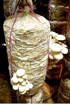 தண்டோரா