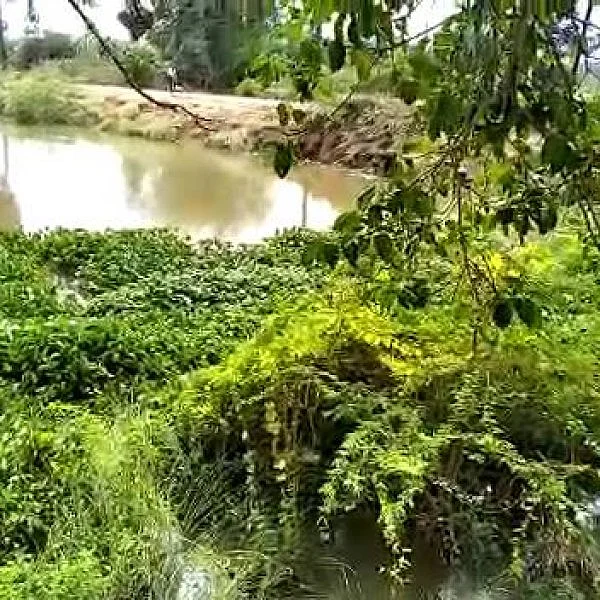 அணைப்பகுதியில் அகற்றப்படாத அமலைச் செடிகள்! - விளைநிலங்களுக்குள் நீர் சூழ்ந்த அவலம்