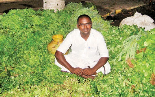 கீரை அட்டை... மதுரையைக் கலக்கும் 'மாத்தி யோசி’ பிசினஸ்!