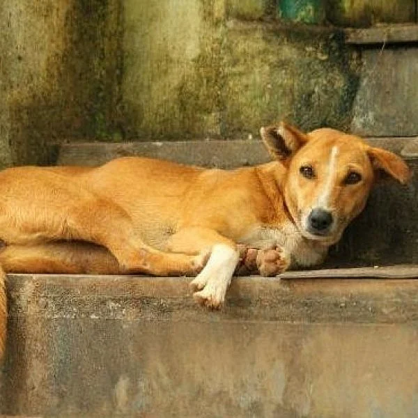 ரேபிஸால் பாதித்த நாய் கடித்தால் மட்டுமல்ல, நக்கினாலும் வறண்டினாலும் ரேபிஸ் பாதிக்கலாம்! #Alert