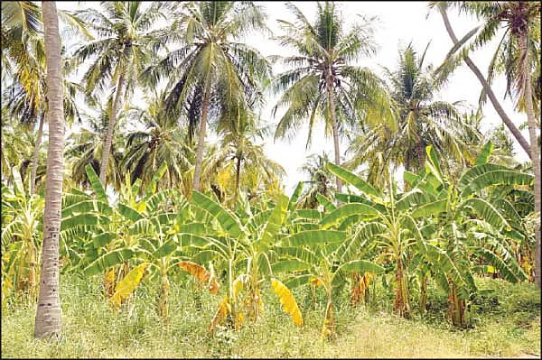 8 ஏக்கரில் ரூ.4 லட்சம் ஏற்றம் தந்த ஏழு ரக வாழை..!