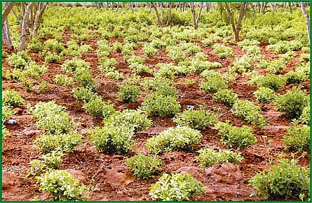 சீனித்துளசி... செழிப்பான வருமானம்!
