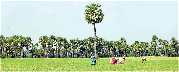 தமிழகத்தில் பெருகி வரும் யாழ்ப்பாணப் பனை!