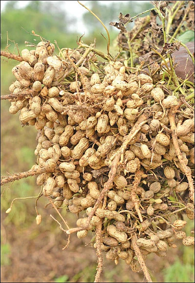 தண்டோரா