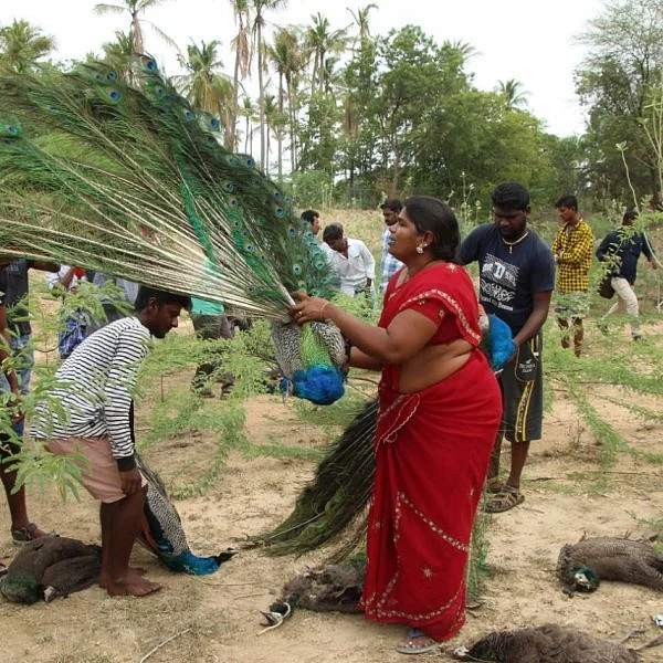 மதுரையில் இறந்த 43 மயில்கள்... ரியல் எஸ்டேட் வளர்ச்சி காரணமா?!