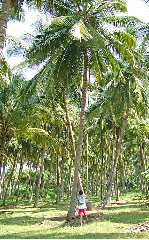 நீங்கள் கேட்டவை: மண் ஃபிரிட்ஜ் எங்கு கிடைக்கும்?