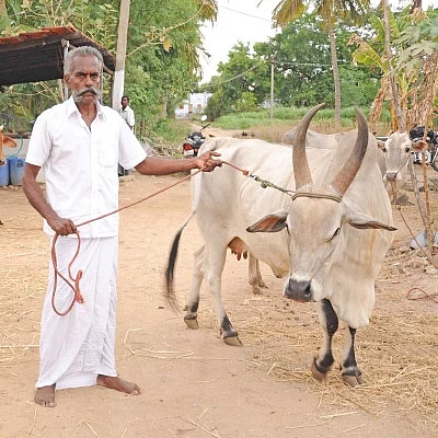 பஞ்சகவ்யா - 10