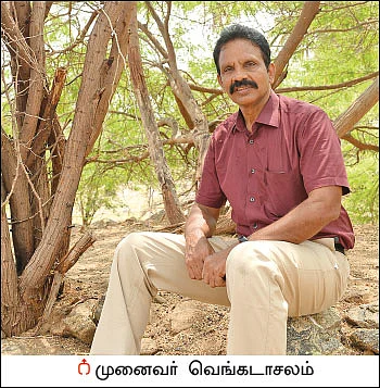 சீமைக் கருவேலமரம்... அத்தனை ஆபத்தானதா?