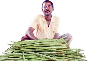 ஜீரோ பட்ஜெட் முருங்கை