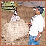 அழியும் நிலையில் வைக்கோல்!
