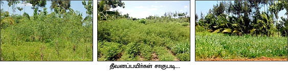 தலைச்சேரி... சிரோஹி... போயர்... 4 ஆண்டுகளில் 50 லட்சம்...
