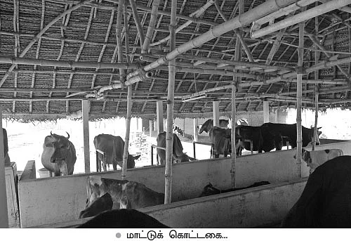 கொளுத்துது கோடை... கால்நடைகளைக் காப்பாற்றும் எளிய வழிகள்!