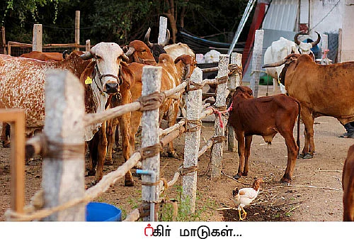 26 மாடுகள்... ஆண்டுக்கு ரூ12 லட்சம் லாபம்!