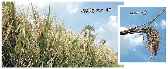 புது நெல்லு... புது நாத்து...