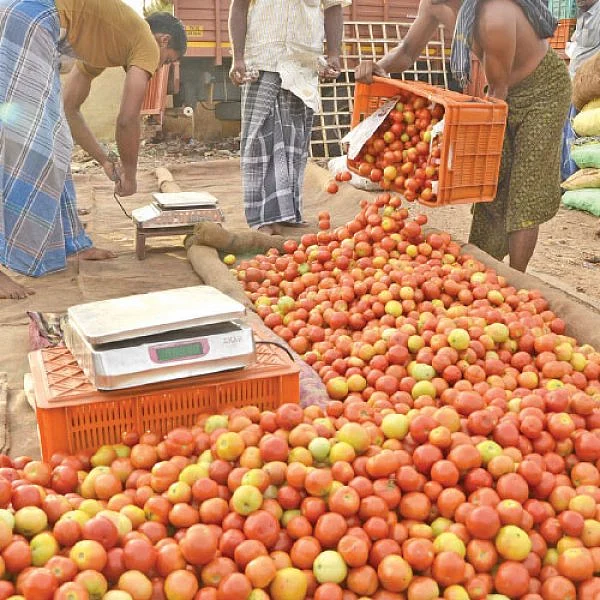 தக்காளி விலை வீழ்ச்சி... காரணம் என்ன?