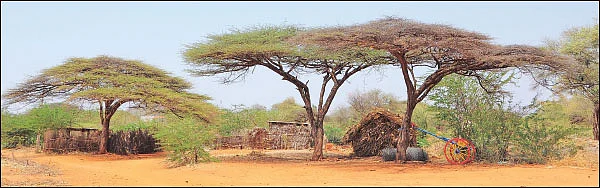 மரம் செய விரும்பு! - 13 - ஆடுகளுக்கு உணவு... மனிதர்களுக்கு விறகு... - சூழலைக் காக்கும் குடைக்கருவேல்!
