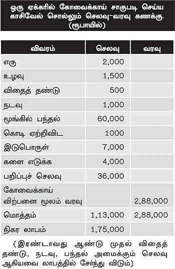 ஓர் ஏக்கர்... ஓர் ஆண்டு... `1 லட்சத்து 75 ஆயிரம் லாபம்! வெகுமதி கொடுக்கும் கோவைக்காய்!