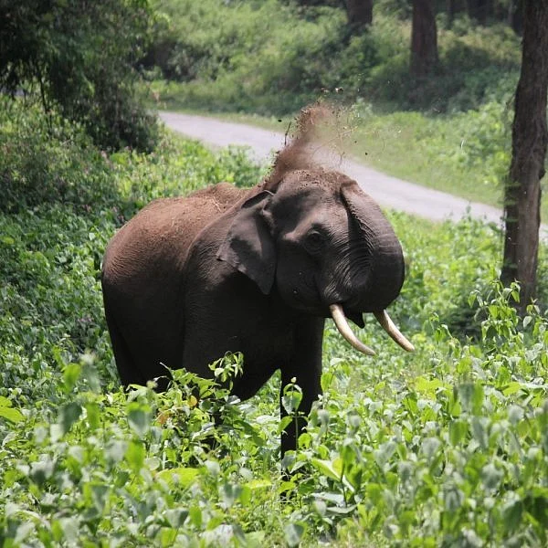 மூங்கில் இருக்கும் காட்டில் யானைகள் வெளியேறுவதில்லை... ஏன்?