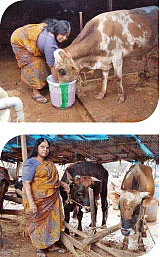 'கோமாதா'க்களைக் காக்கும் குலமாதா !