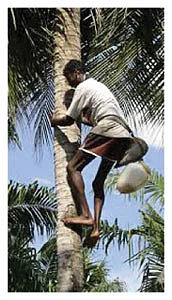 தஞ்சாவூரான்
