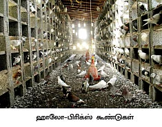 ஆண்டுக்கு ரூ. 2,00,000 ஜோரான வருமானம் தரும் ஜோடிப்புறா!