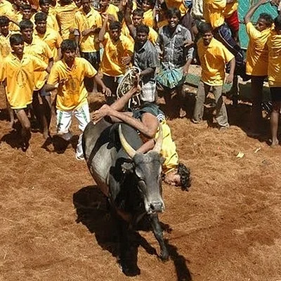 இயற்கை விவசாயத்தை அழிக்கவா ஜல்லிக்கட்டு தடை?