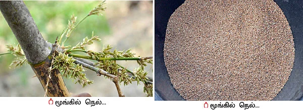 மூங்கில் அரிசி... இயற்கையின் அற்புதக் கொடை!