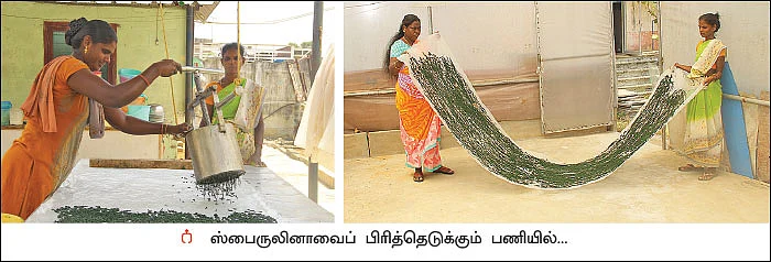 ஆடு, கோழி, சுருள்பாசி... இலங்கை தமிழர்களின் ஒருங்கிணைந்த பண்ணை!