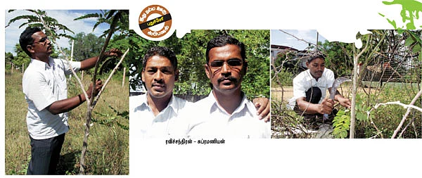 ஊருக்கு மரம் வளர்ப்போம்!