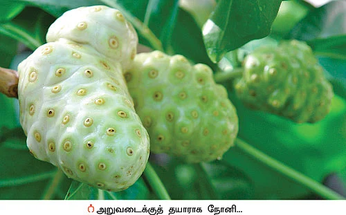 நீங்கள் கேட்டவை: நோனி பழச்சாறு லிட்டர் ரூ 1,500!