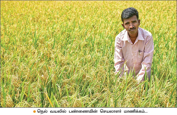 வேளாண் பல்கலைக்கழகப் பேராசிரியரின் இயற்கைச் சாகுபடி! - மாட்டு எரு கொடுத்த மகத்தான விளைச்சல்...